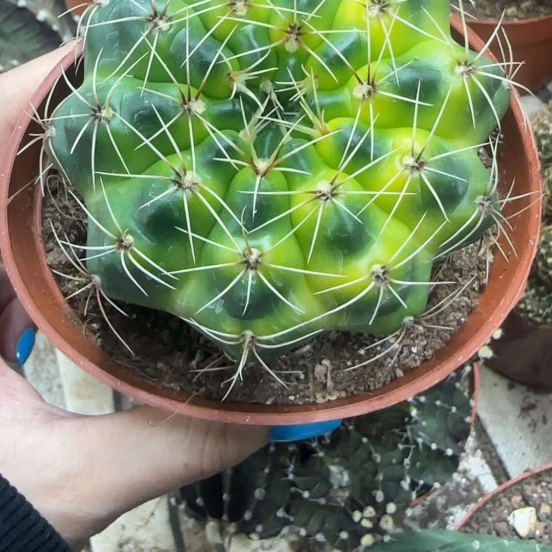 ?*?花花花花花花花花花花花