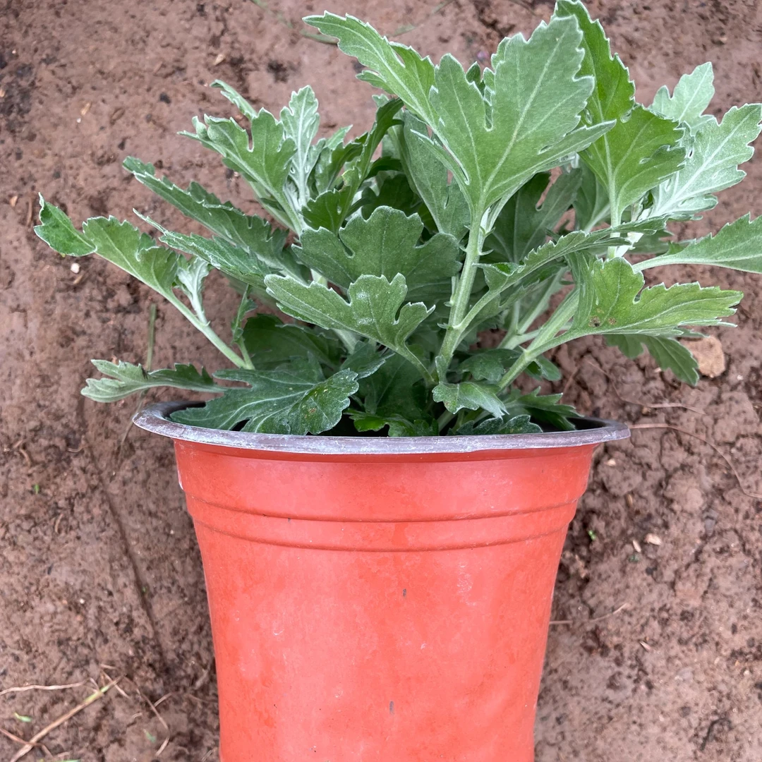 2025【一枝浓艳】菊花盆栽花根出售（断肢掉花养死不售后）