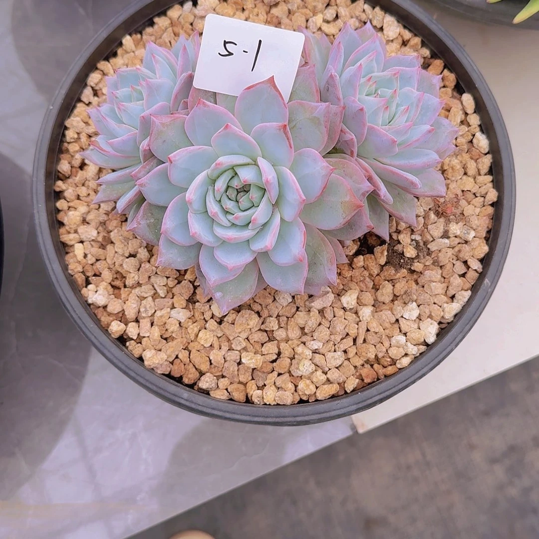 宝***太5-1粉蓝鸟多肉植物