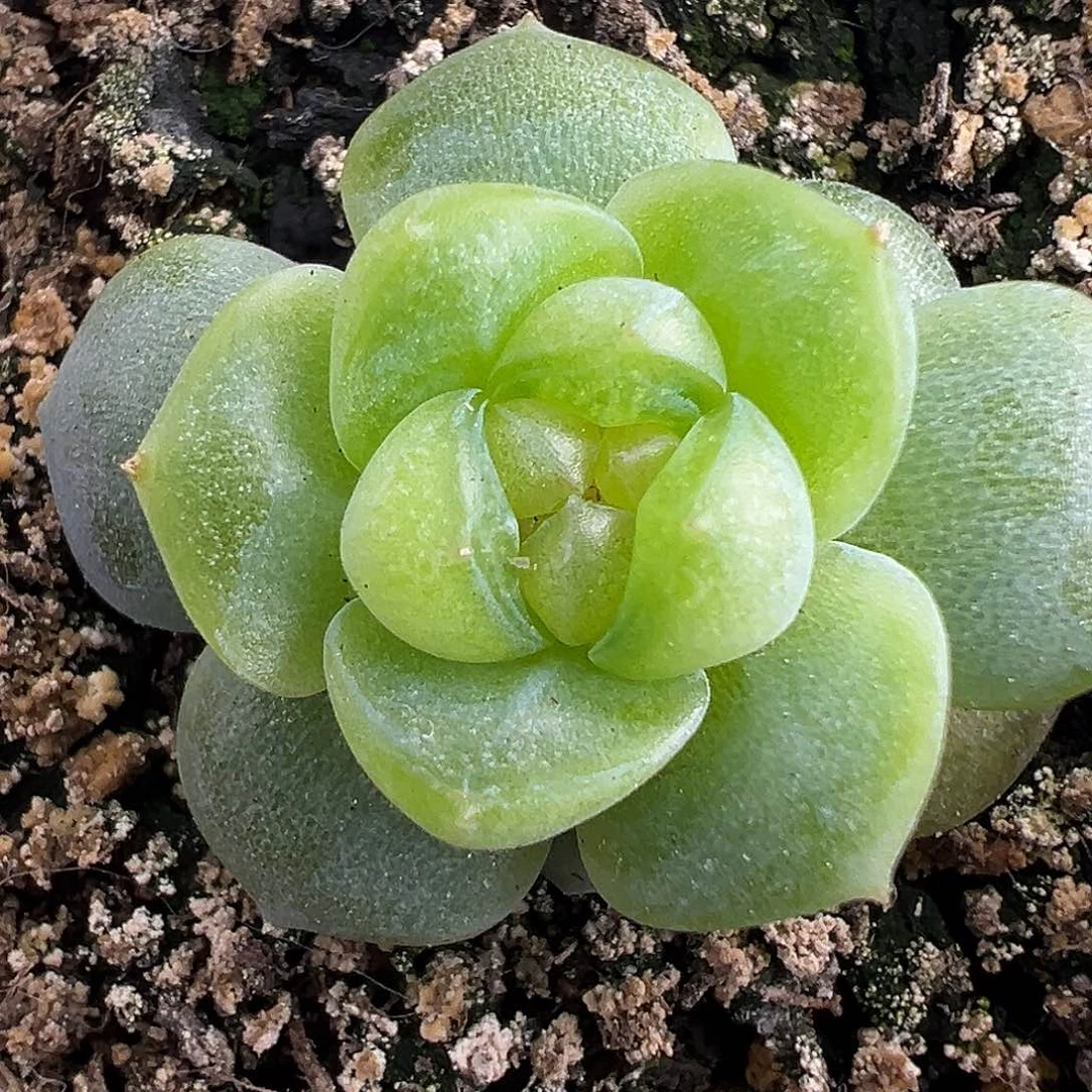 风花雪月白。