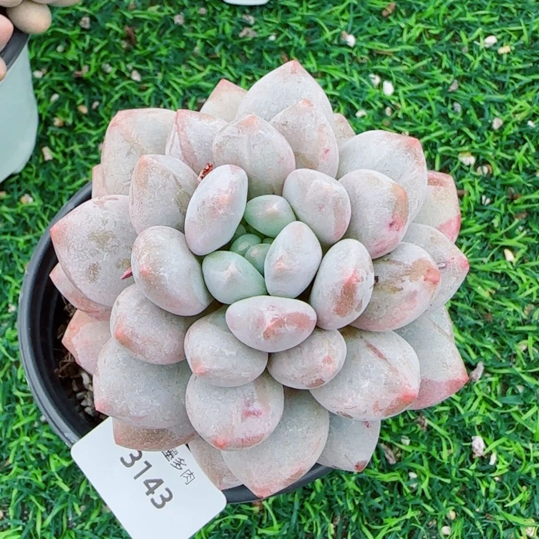 半夏石化，3143多肉