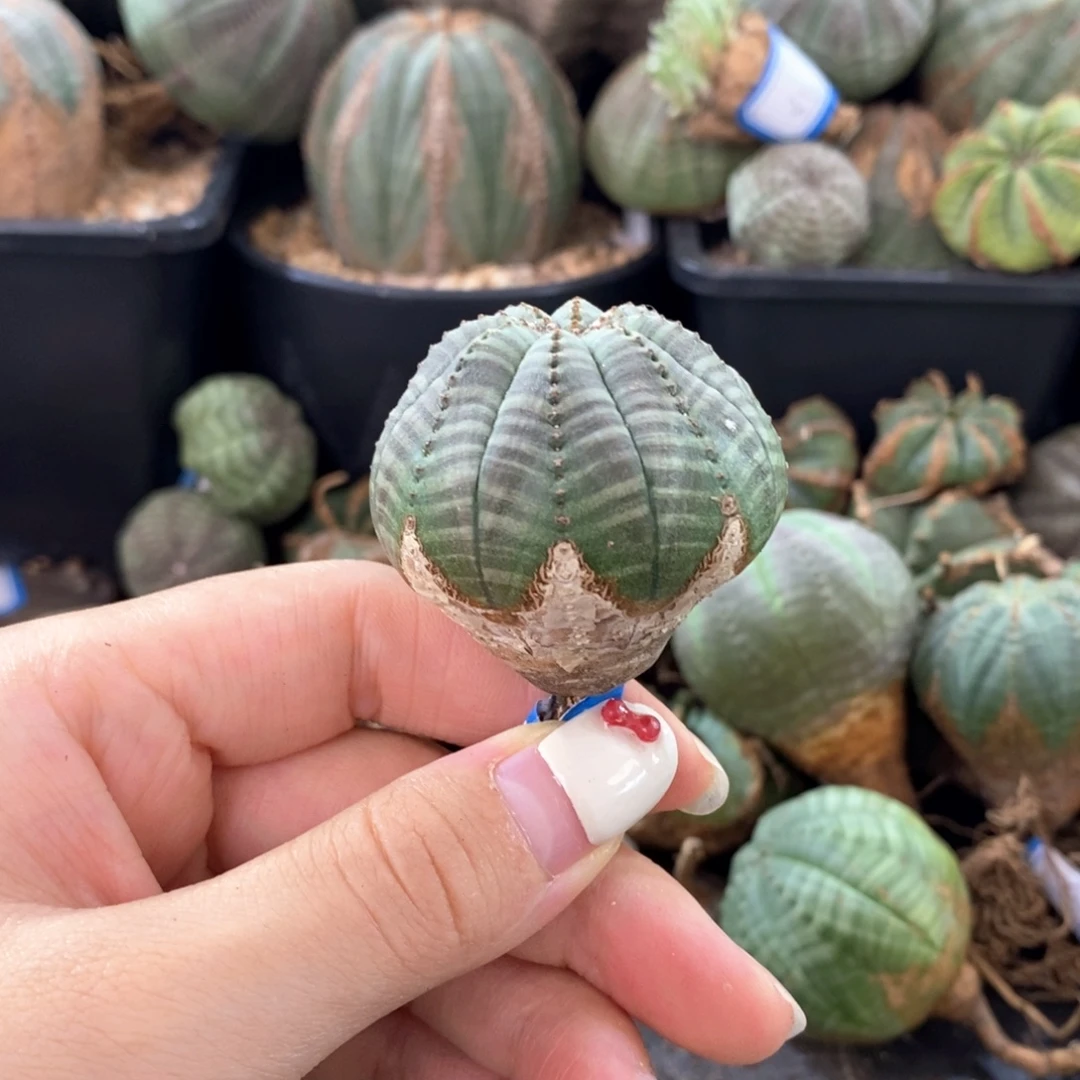 欧系实生布纹球一物一拍