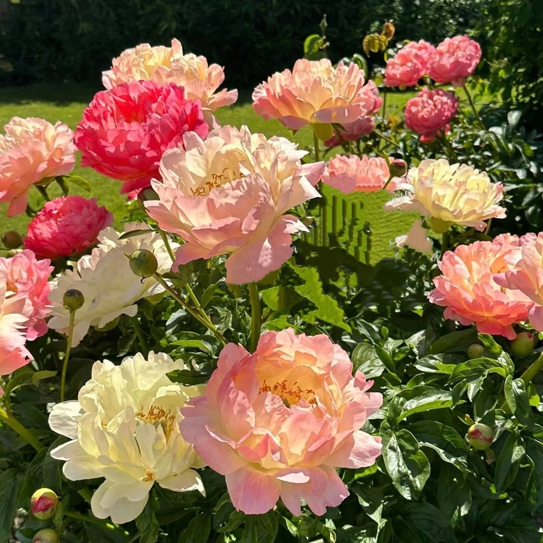 落日珊瑚变色芍药荷兰进口品种