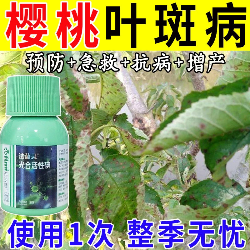 樱桃病专用肥黄叶疮痂病黑星穿孔流胶病褐斑根腐叶斑病专用叶面肥