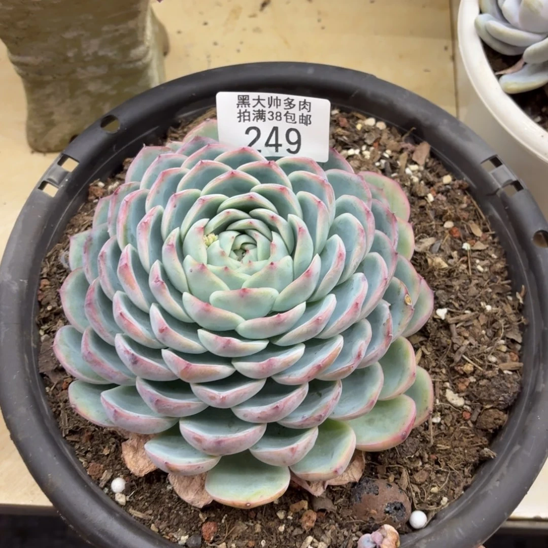 落****黑大帅多肉249侧影