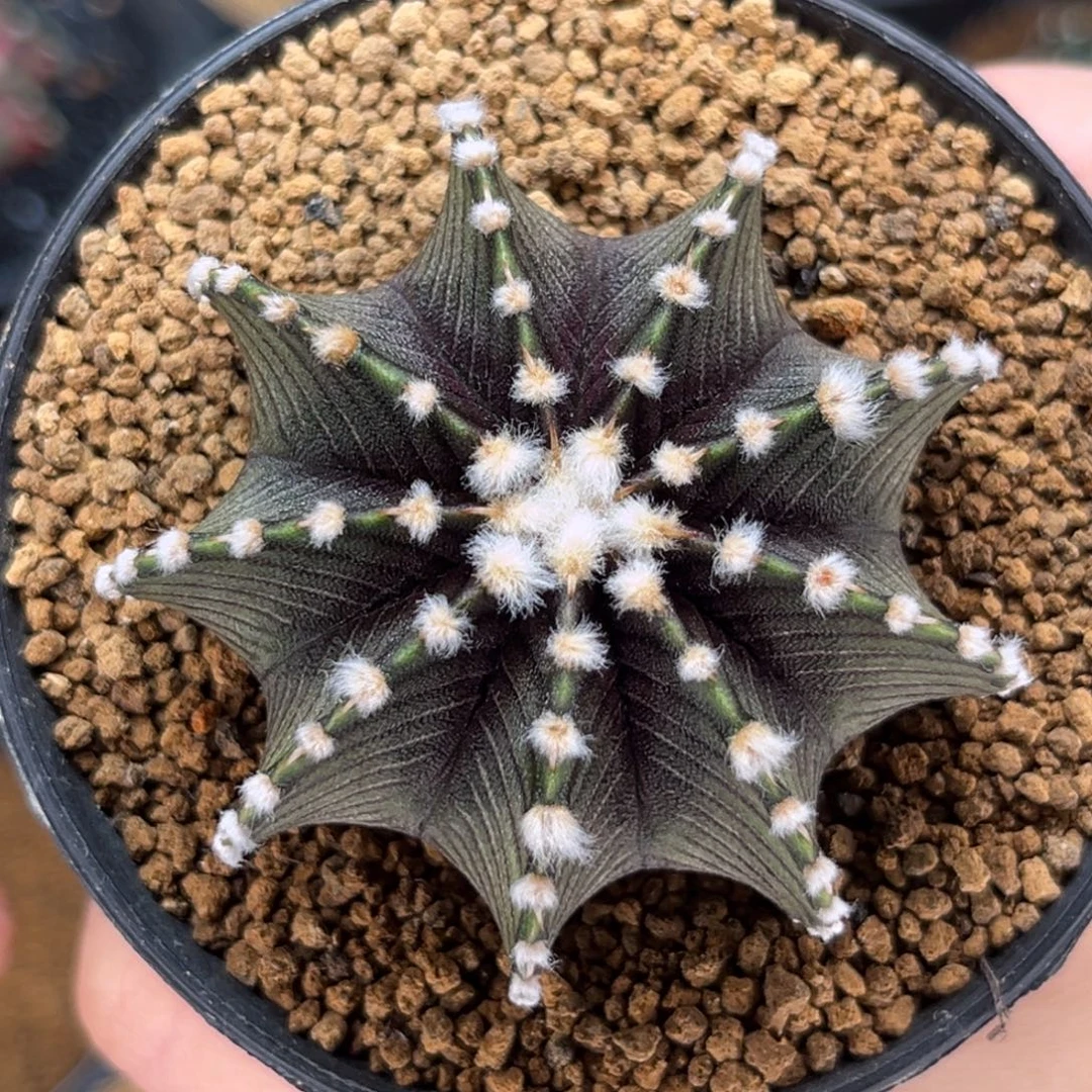 密纹高绒 vos1241 米哈仙人球