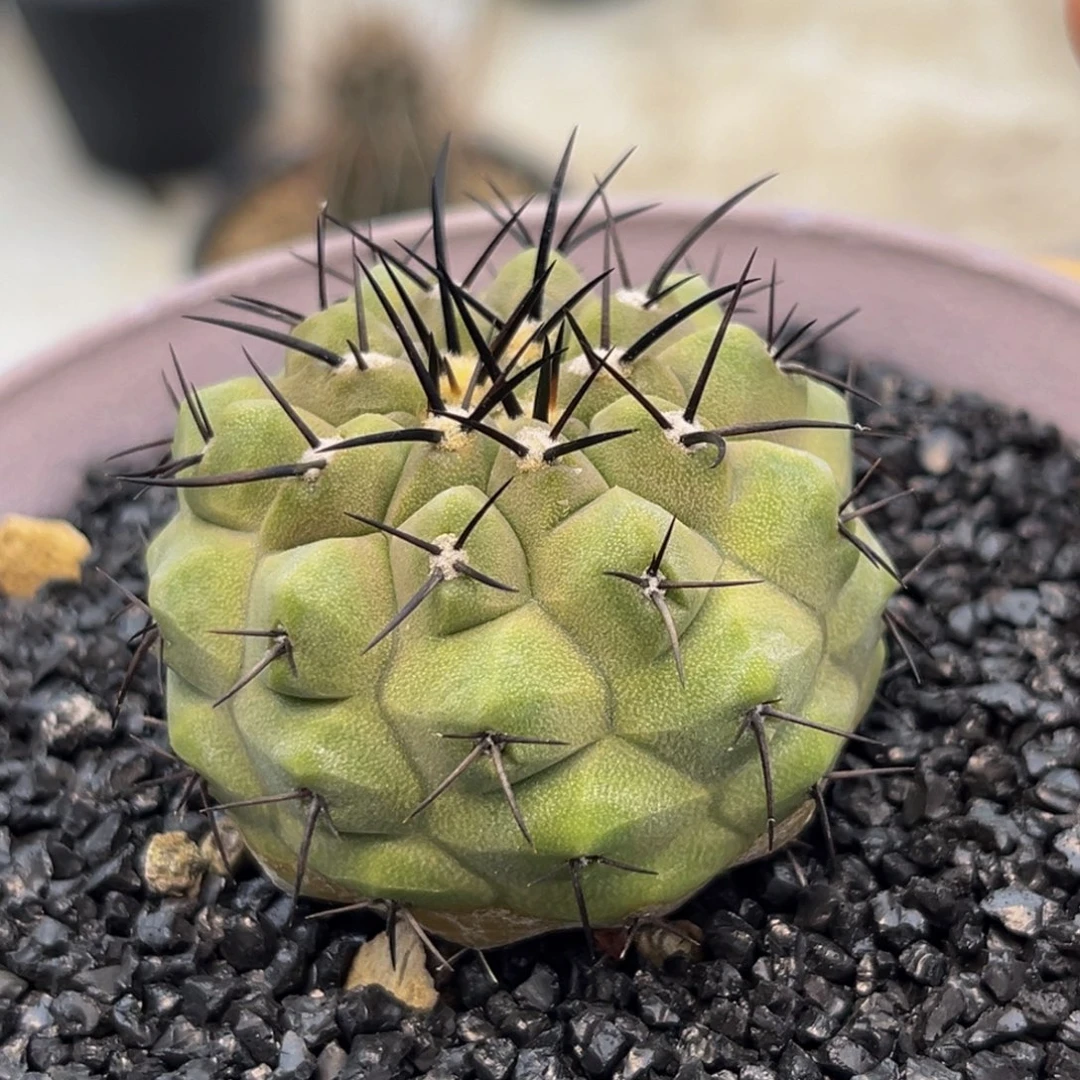 黑王丸Zzzzzzzzzzzzzz