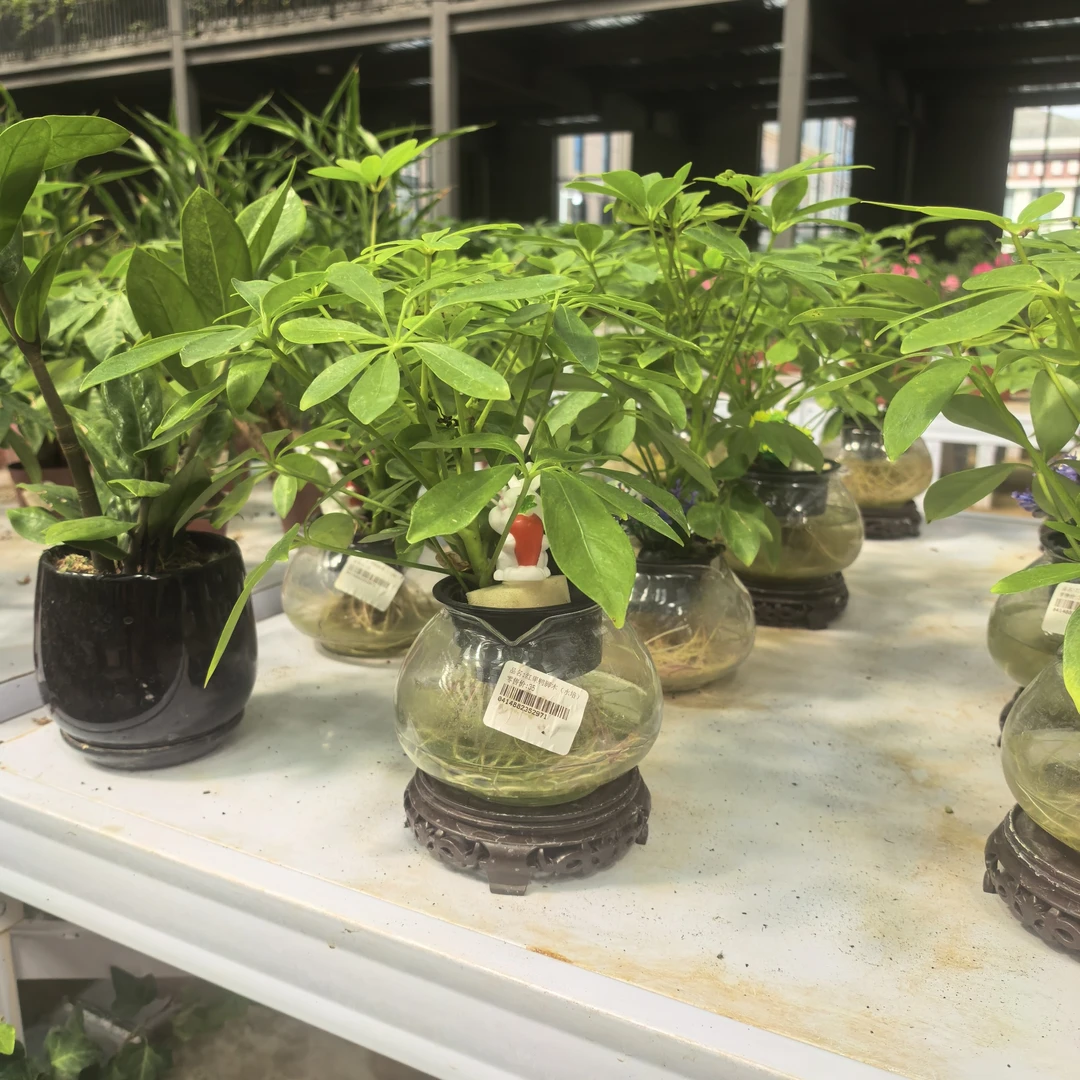 水培八方来财招财树带玻璃盆发货（处理货有瑕疵介意勿拍）
