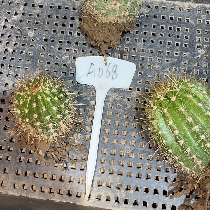 h****立A068,混色毛花柱3颗