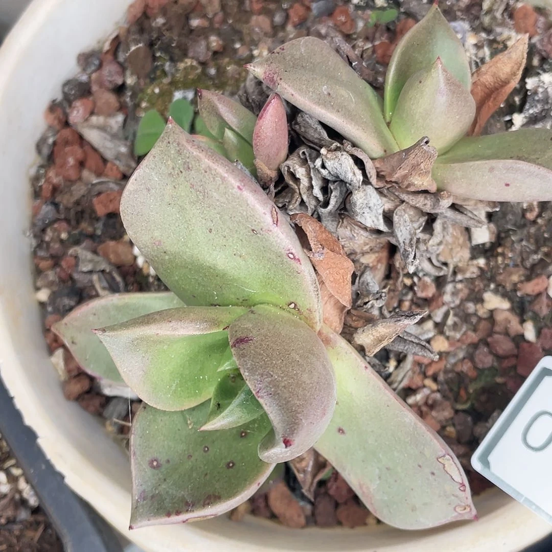 不售后绿拇指杂交0060