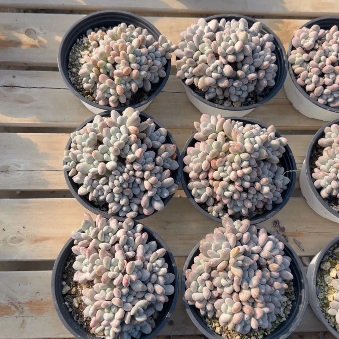 丸叶香水群20一颗，28包邮