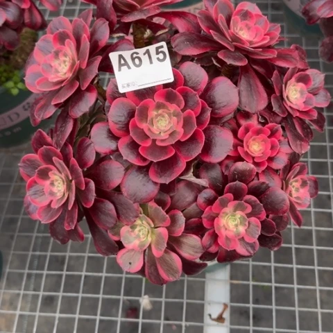 虚***实615凤冠23厘米左右