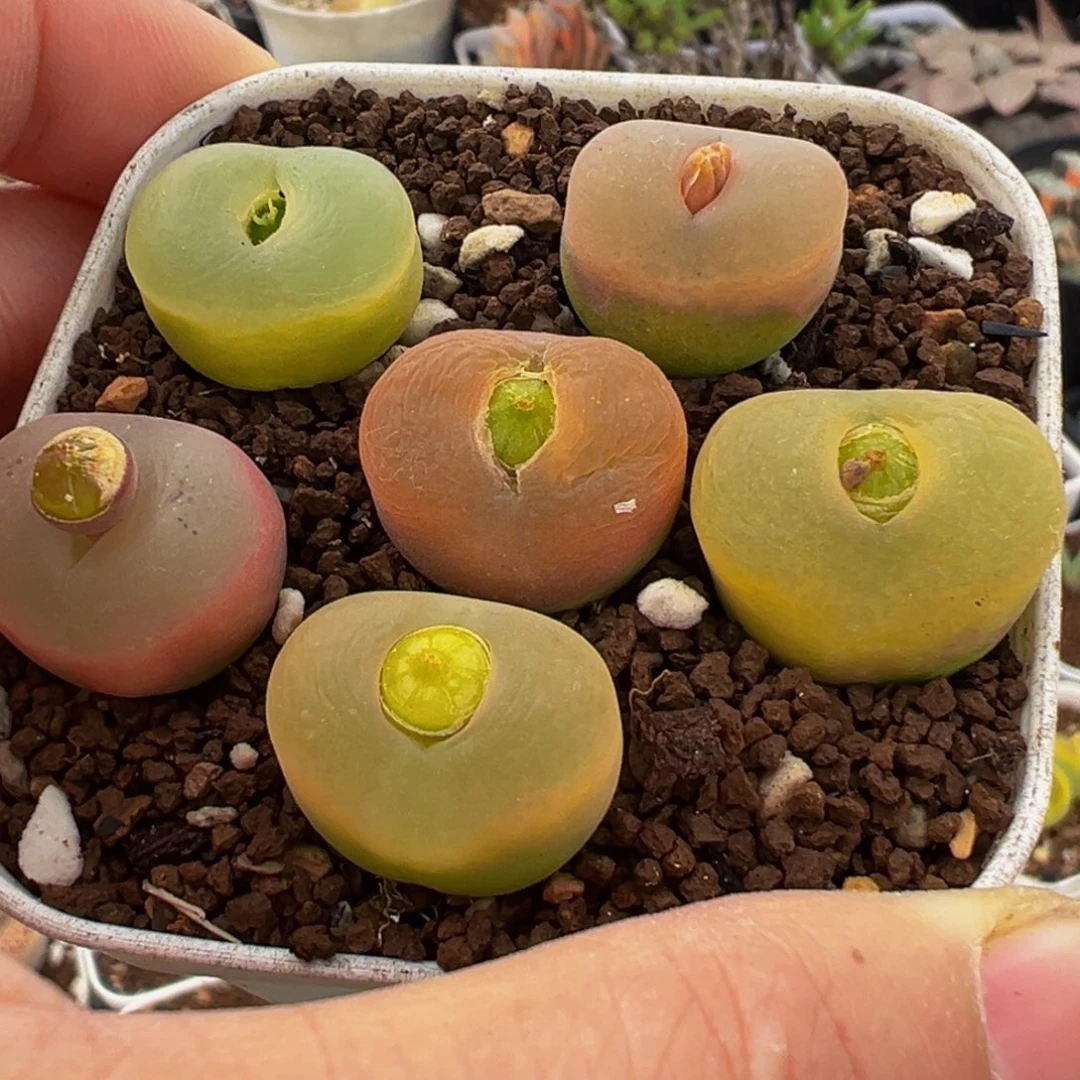 彩虹母本桃多肉植物
