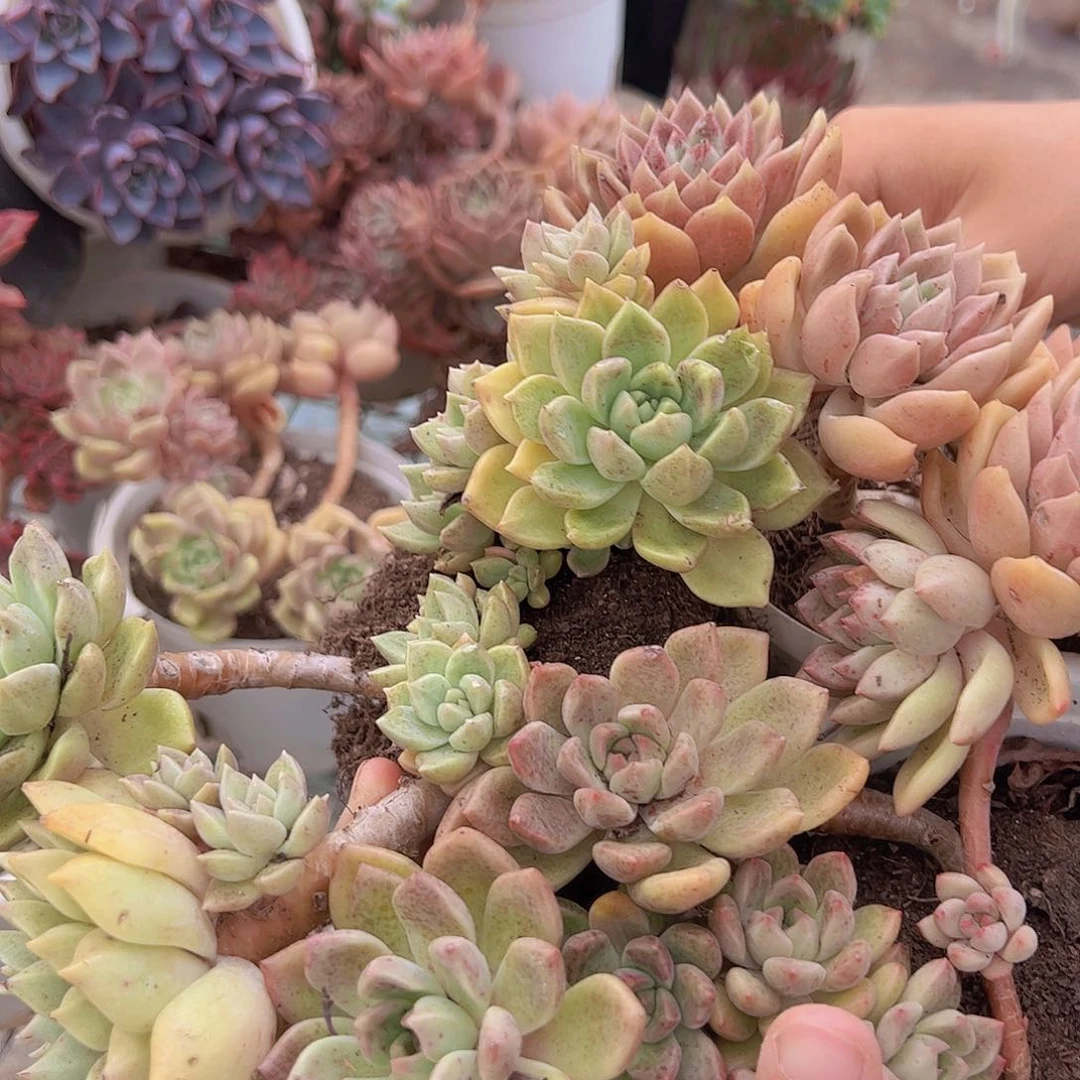 3盆璀璨 多肉植物