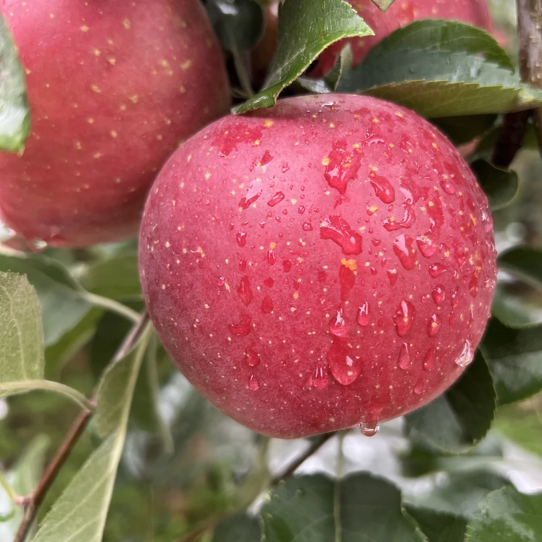 昭通丑苹果红富士糖心苹果酸甜酥脆苹果