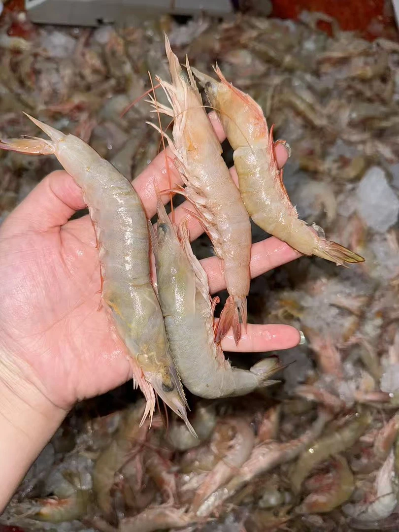 惠来神泉本港沙卢虾8至9条2盒_4盒