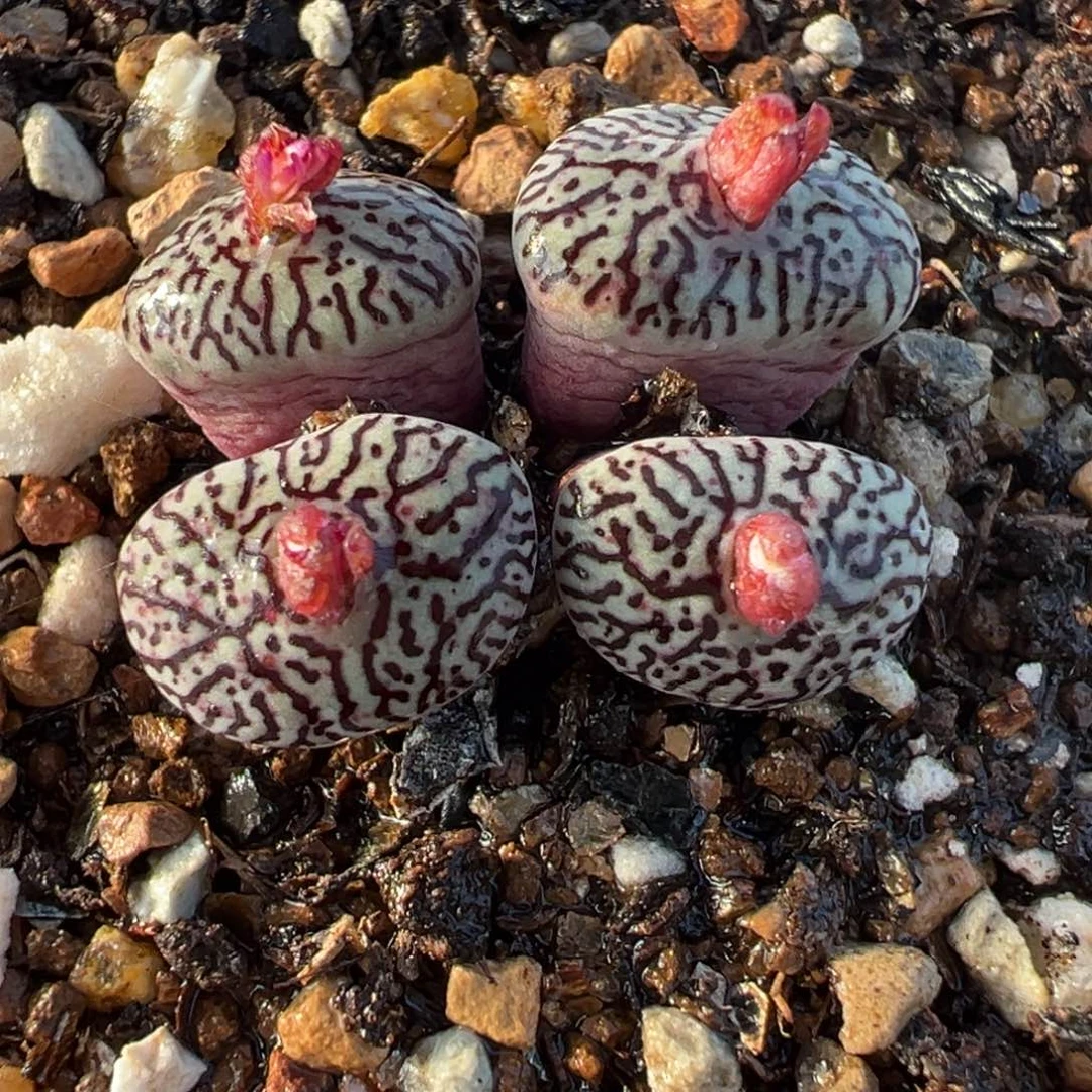 054多肉植物种类多样