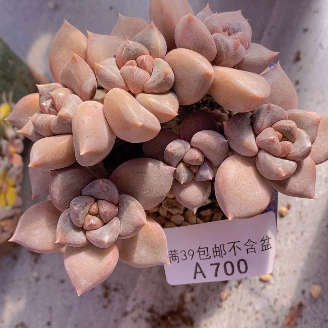 黄金象牙奶9cm700多肉植物