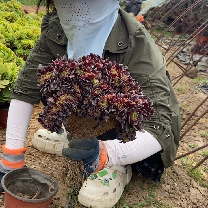 宁****山394欧紫缀老桩朵朵