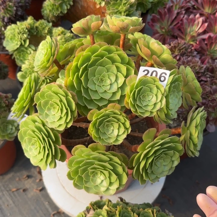 多肉植物沙拉碗206