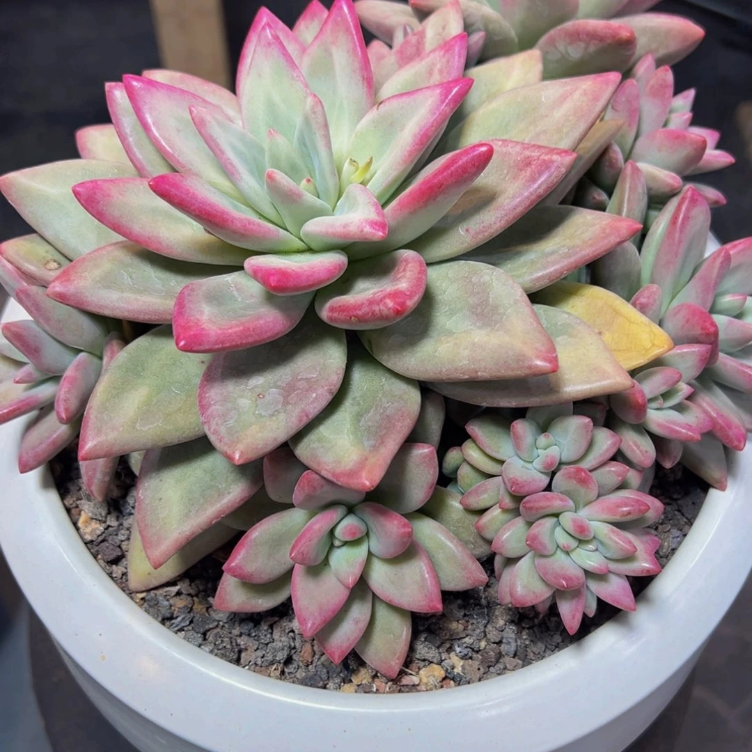 ?*然赫本露丝一颗寄养