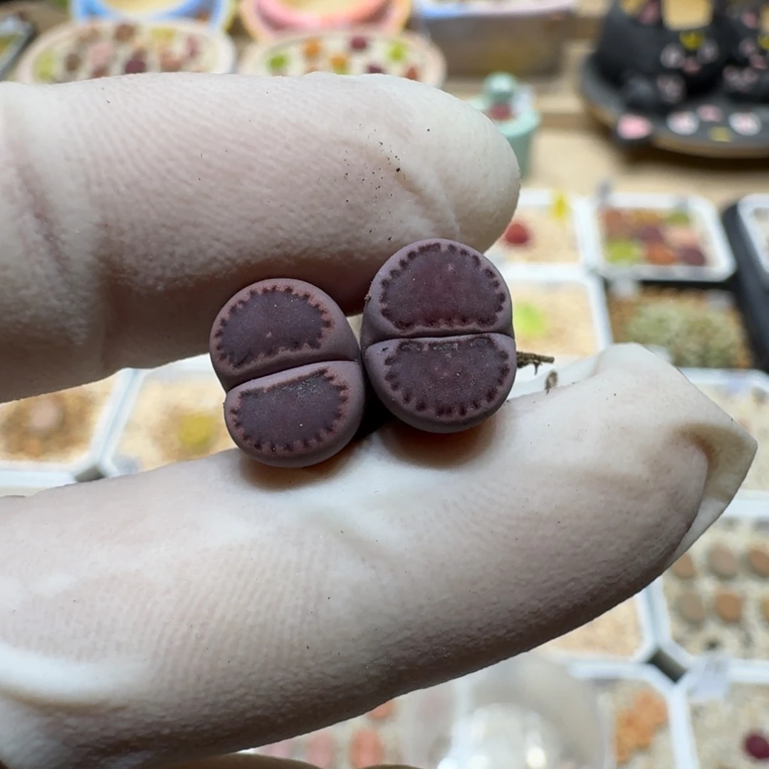 L****n0602-43紫饼干干