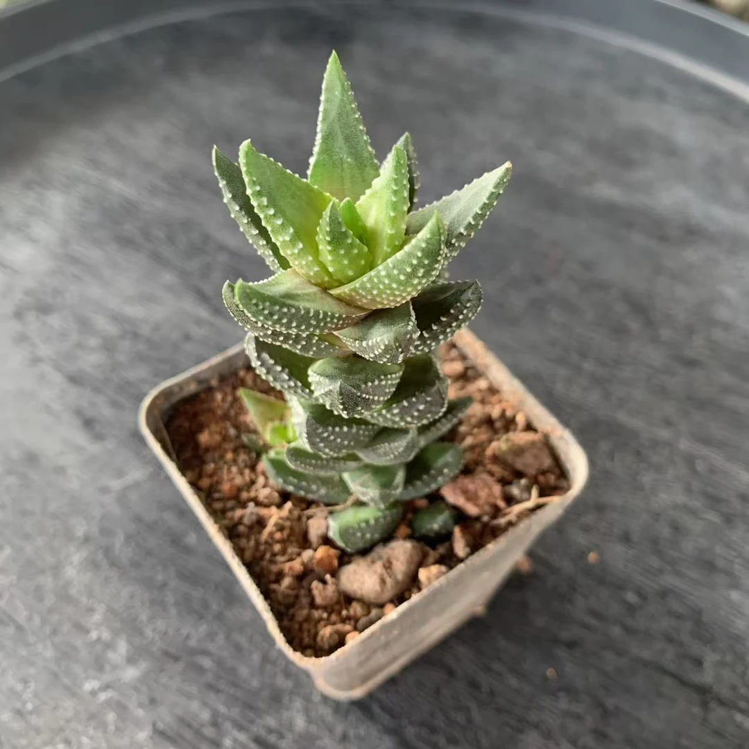 （满18元包邮）小号单头九龙塔 十二卷属多肉植物
