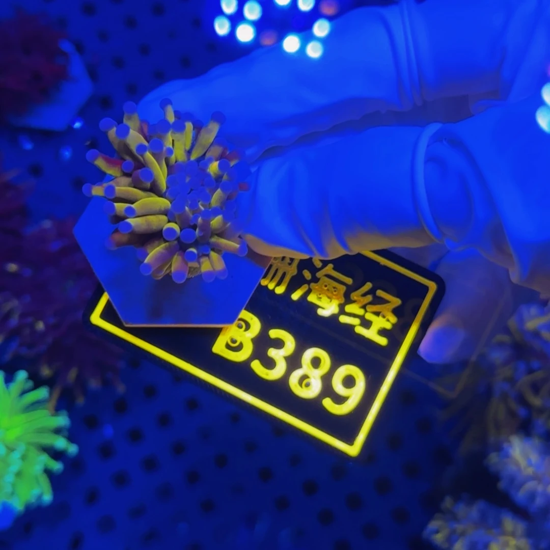 纽扣珊瑚易***炸晓晓不包邮微脱藻宿务金B389