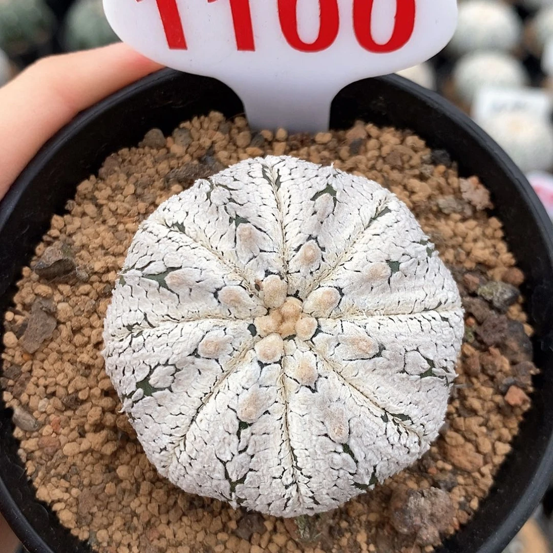 1100超兜系列活动来