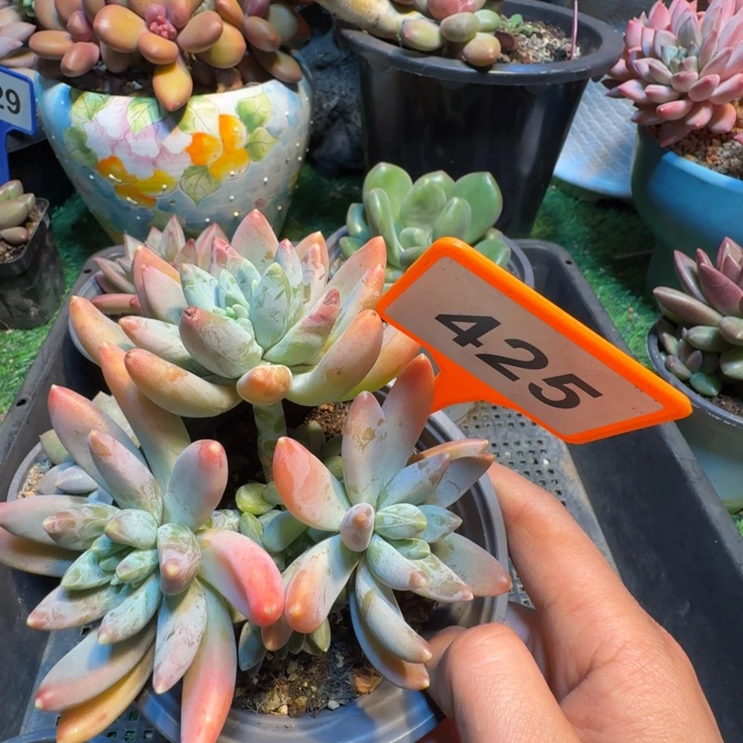 多肉植物啊蒂斯托425