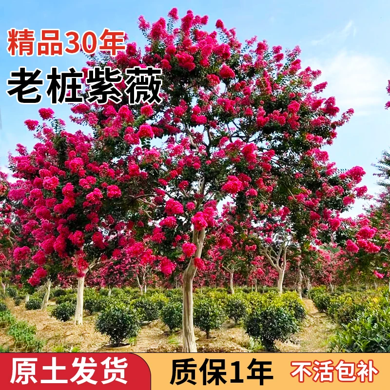 【新疆 西藏专属】川红老紫薇 百日红 庭院绿植花园种植发家致富