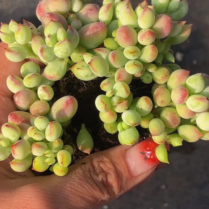 达摩福娘 小  （满9.99包邮不满9.99发叶子）