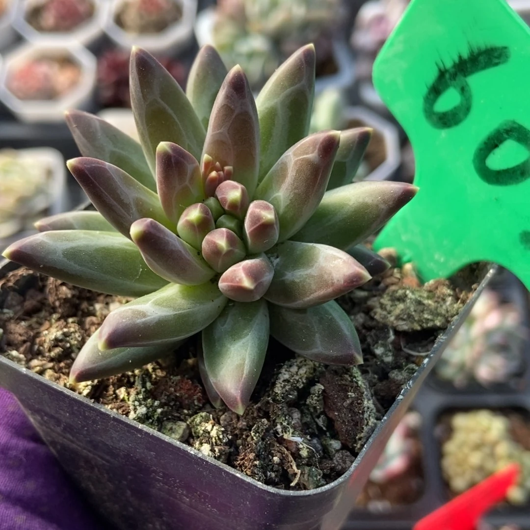 603梵高美人多肉植物