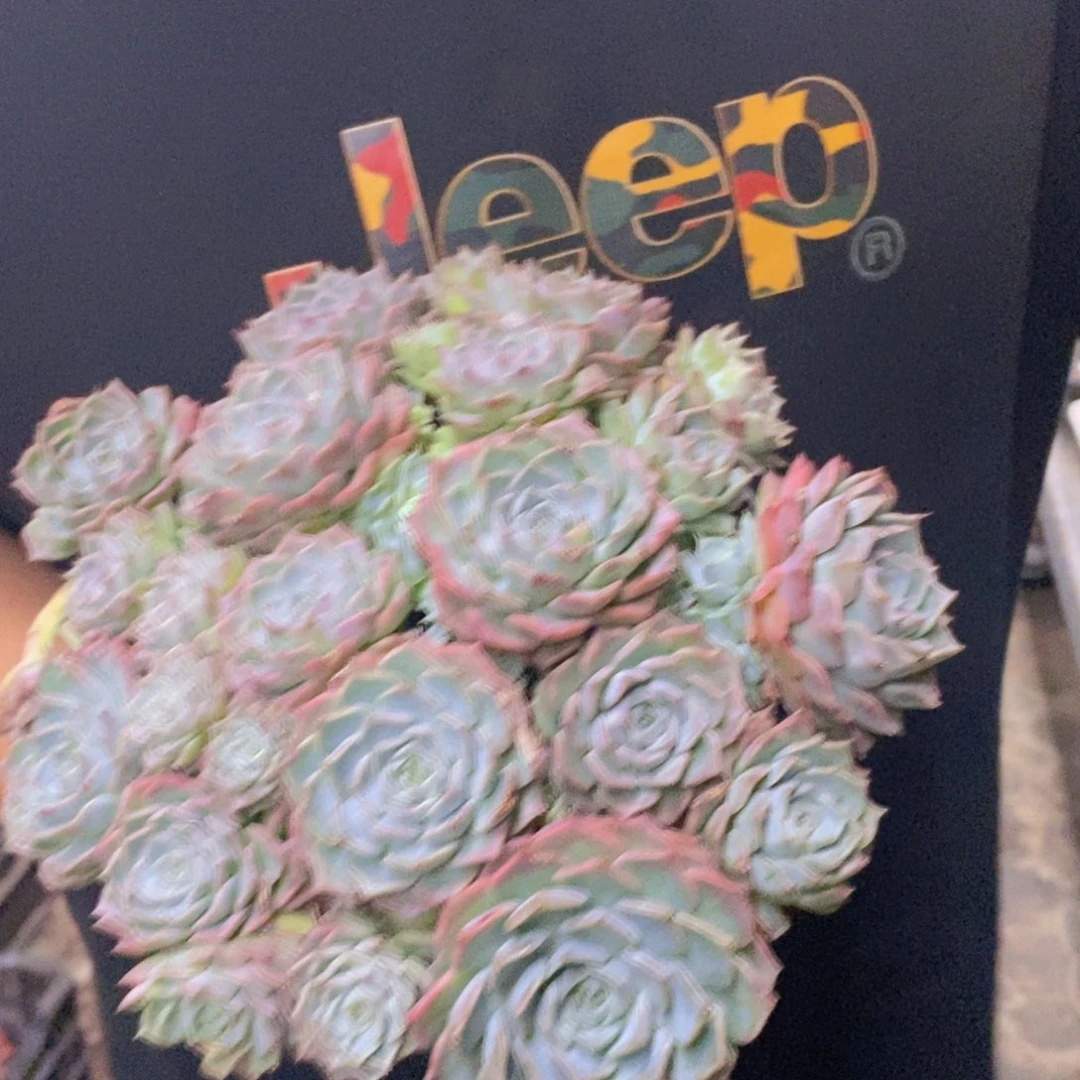 原始海滨格瑞带盆土，轻微掉头不售后