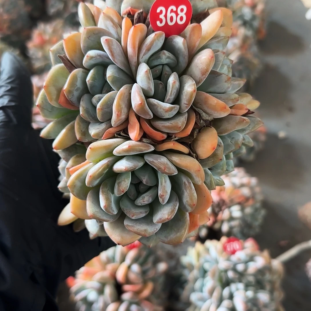 九头无砍正版石榴子朵朵缀