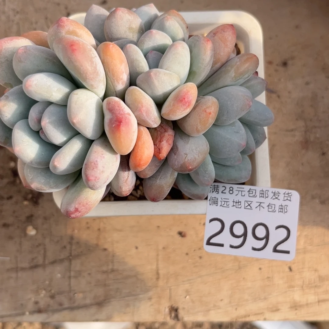 大2992。v cvv b b b b