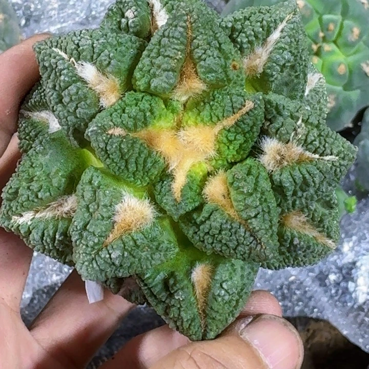 桃***夭无花朵福利一根黑斯拉391