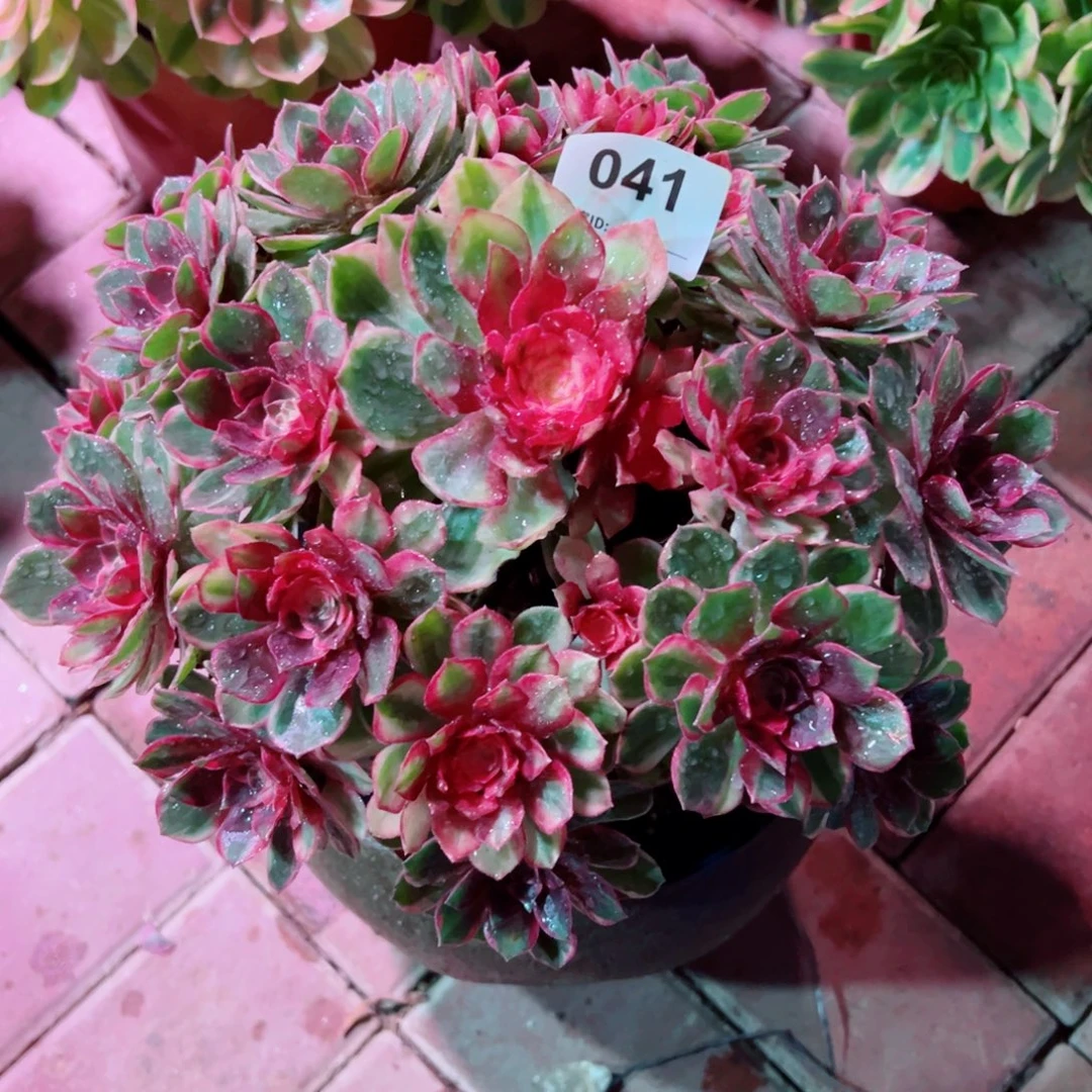41黑魔锦法师多肉植物