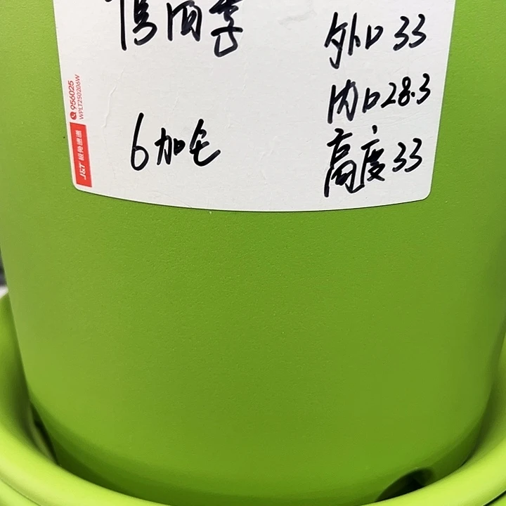 特价7号四季口33高33果绿色6个无托