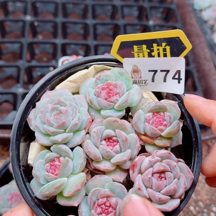 多肉植物多肉植物