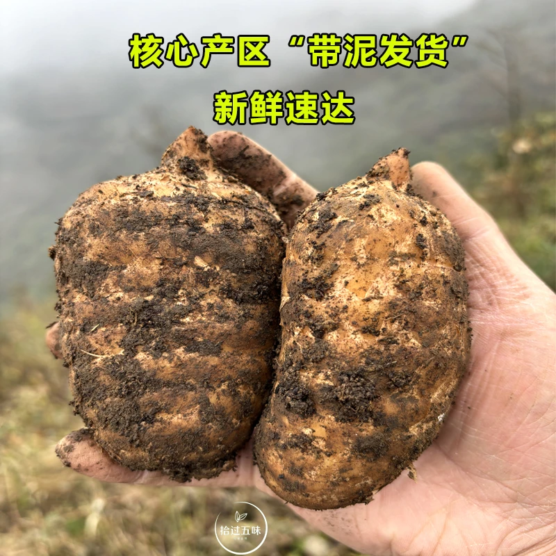 野长天麻云南昭通小草坝新鲜天麻产地现挖老品种高山乌天麻