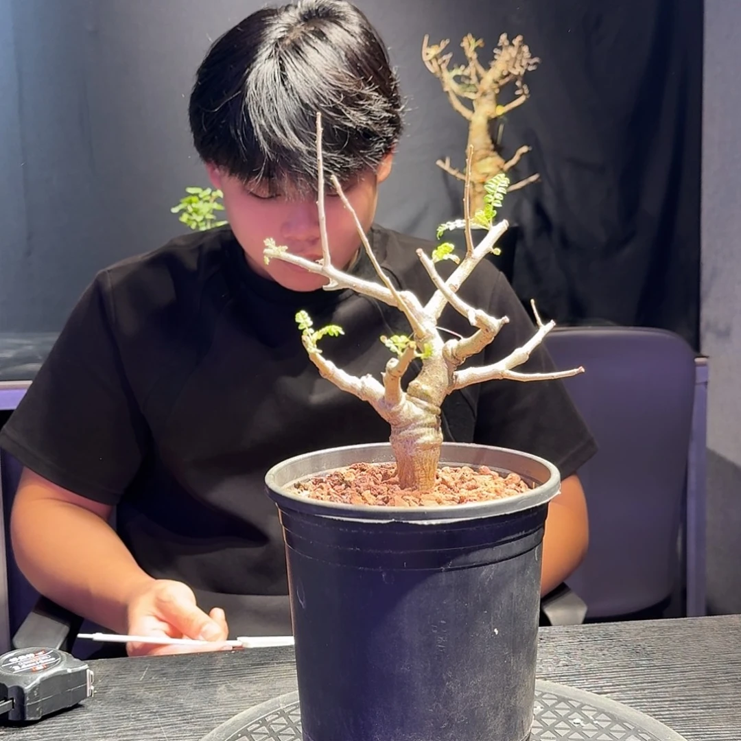 尼勒达乳香一个实生