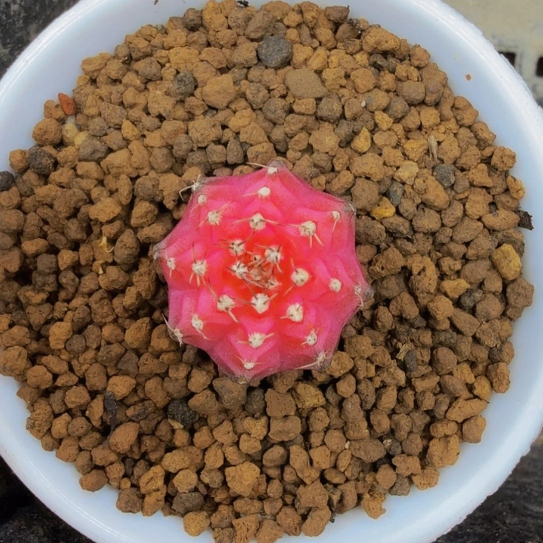 当前无花朵，栽培后可花朵