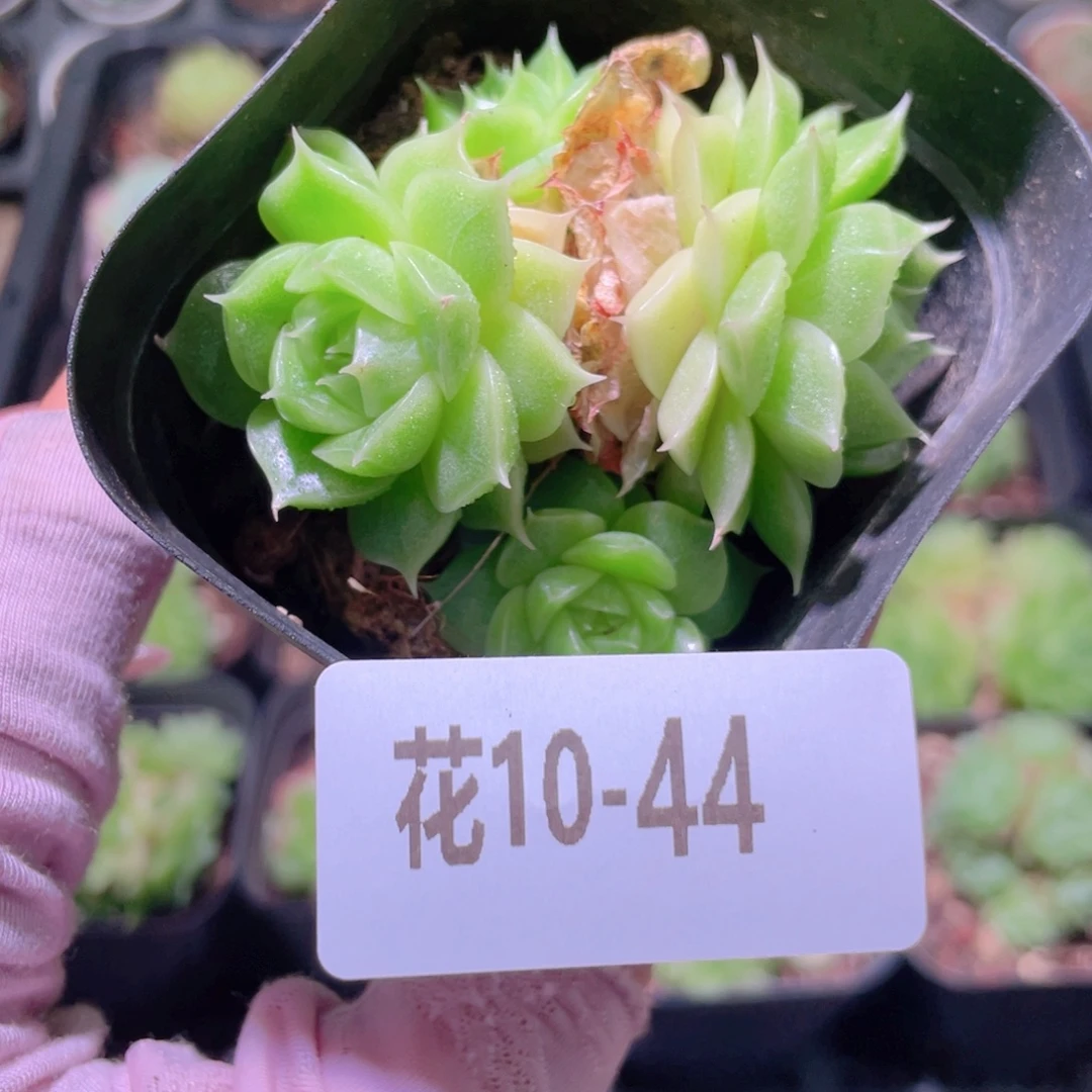 花利美10-44麦秆群