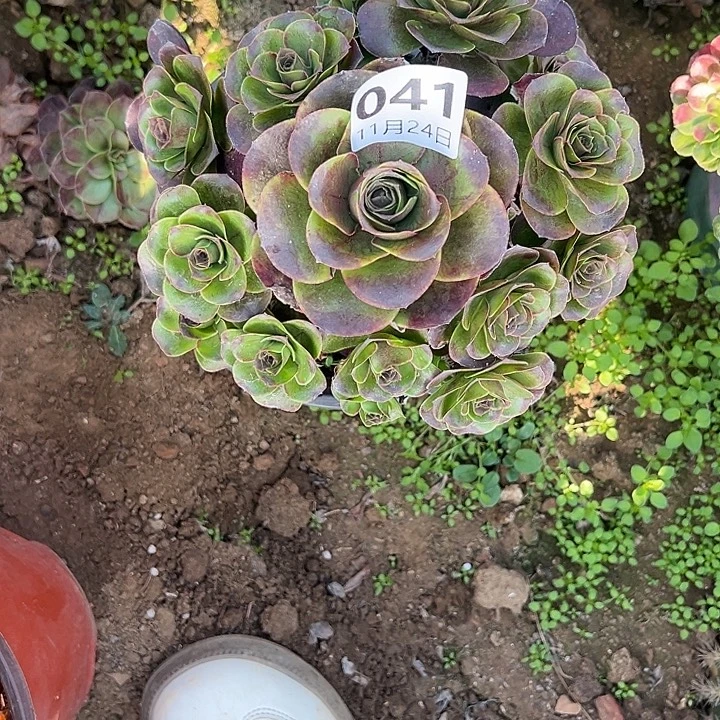 11.24-41玫瑰多肉植物1
