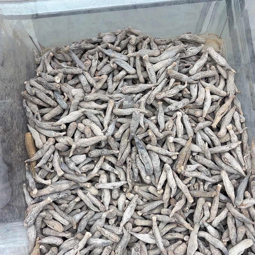 澳大利亚澳洲小尾秃一斤300头