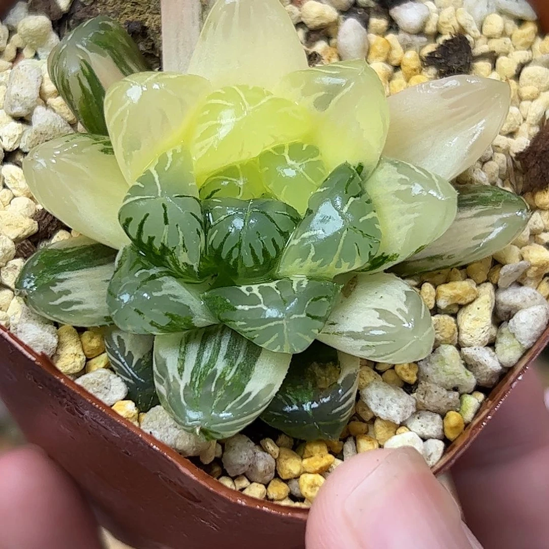 卜卜紫锦十二卷多肉植物