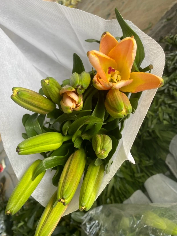 5号蜜桃出使亚百合单头，我要买我不售后