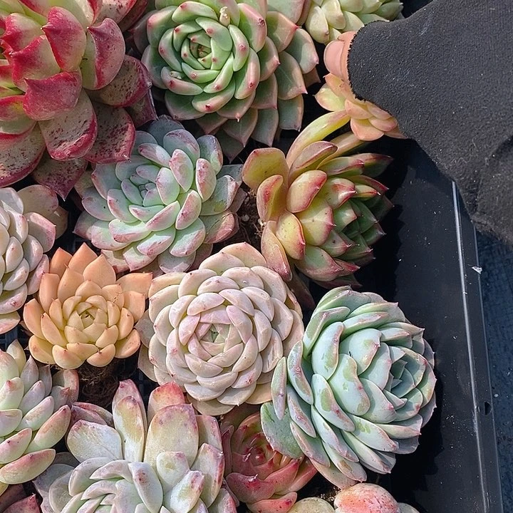 158 多肉植物盆栽花卉植物