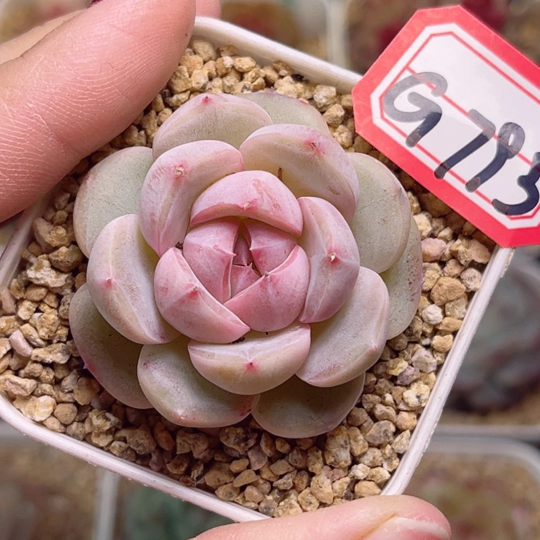 G793一物一拍 润雨